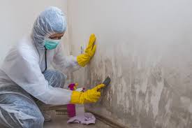 Best Biohazard Mold Removal  in Brevard, NC